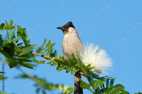 Sooty-headed Bulbul (pycnonotus aurigaster) next to mimosa flower (rain tree) in Thailand photo