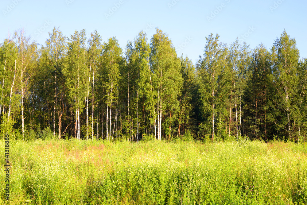 Obraz premium Forest at spring.