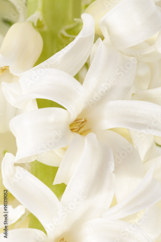 Spring flowers of white Hyacinth , background © mychadre77