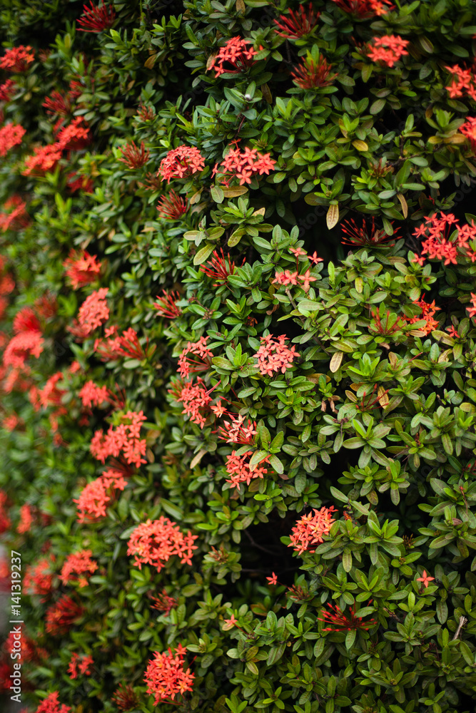Colorful wall with flowers leaves