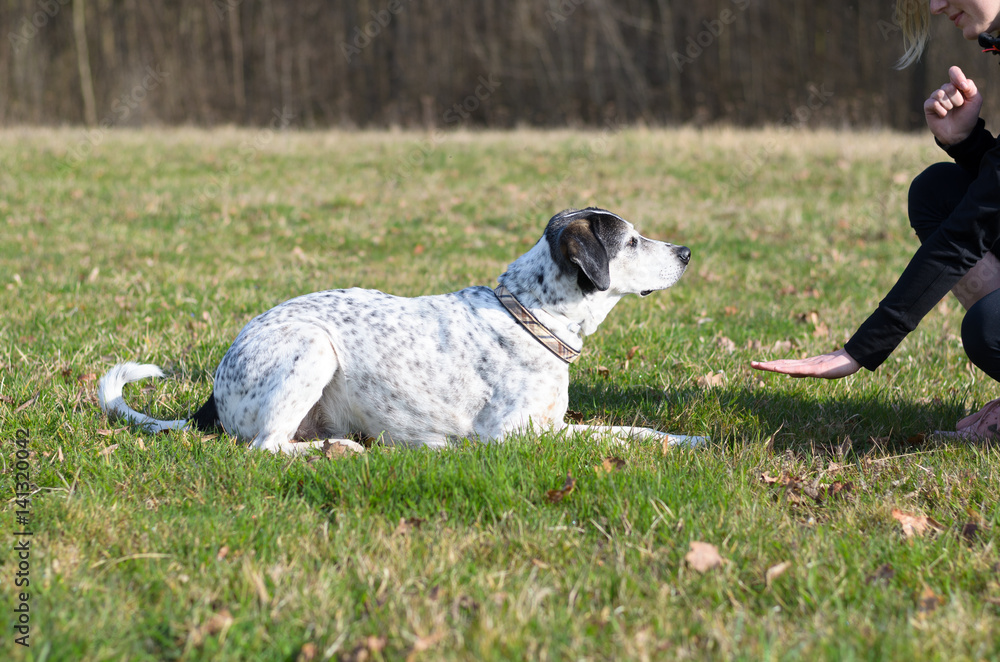 Intelligent dog learning a stay command Intelligent dog learning a stay command