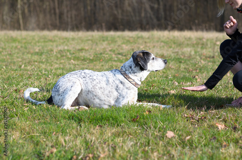 Intelligent dog learning a stay command