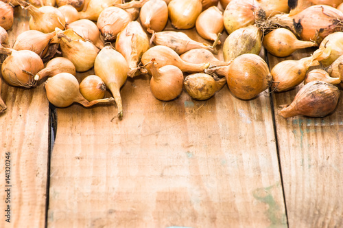 Shallot onions, seedlings for planting in spring season