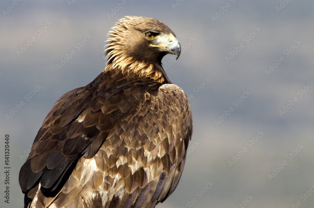 Fototapeta premium Adult male of Golden Eagle in Gredos Natural Park. Spain