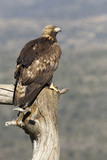 Adult male of Golden Eagle in Gredos Natural Park. Spain