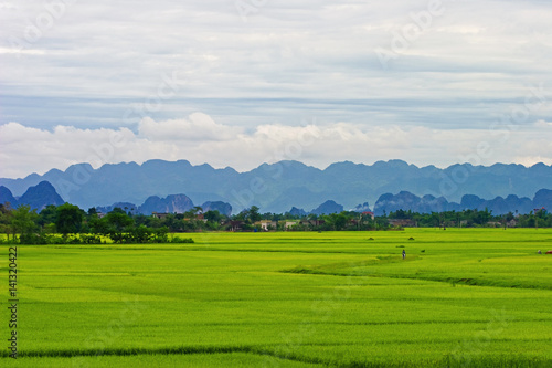 Beautiful green rice field - background