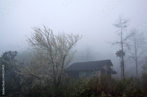 Foto Sapa in the mist (Lao Cai, Vietnam)