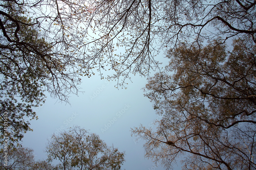 Trees in the summer / Trees silhouette Trees in the summer / Trees silhouette