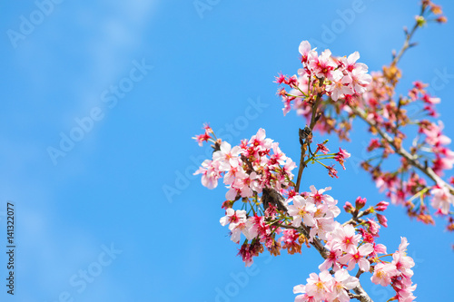 Pink Cherry Blossom with Clear Blue Sky
