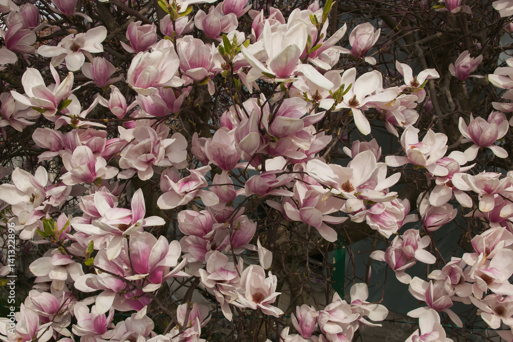 Magnolia fiorita in primavera Stock Photo | Adobe Stock
