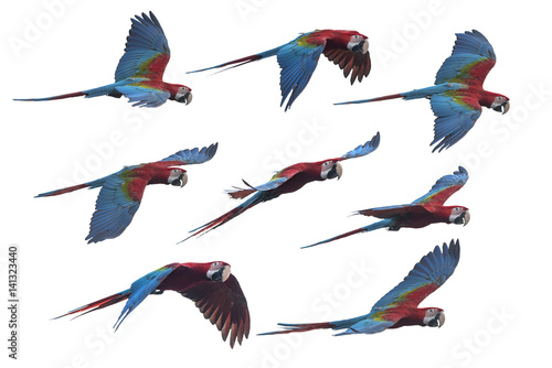 Set of macaw flying , Beautiful red and green macaw isolated on white background photo