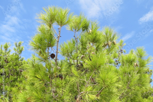 Summer pinecone tree forest in Bar-city, Montenegro