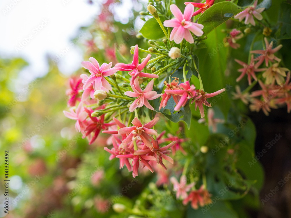 Quisqualis indica flower, pink flowers blossom.