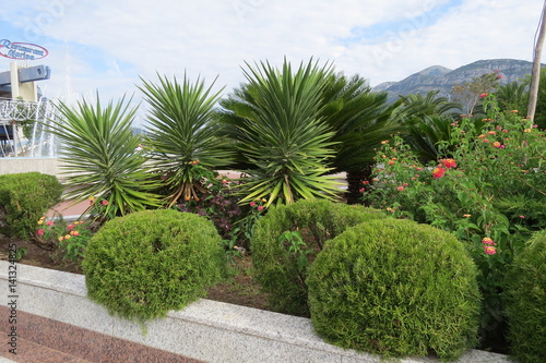 Palm trees on the flowerbed