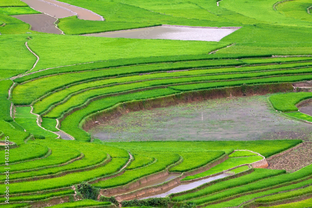 Terraced rice fields in Vietnam Terraced rice fields in Vietnam