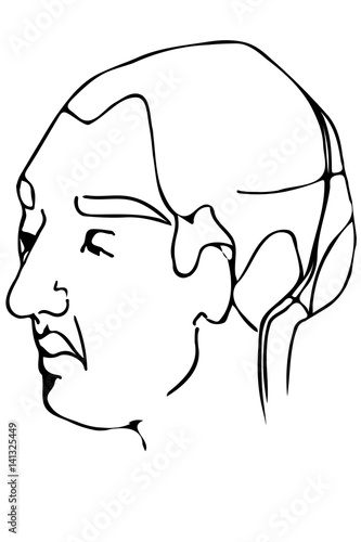 vector sketch of the face of an adult male