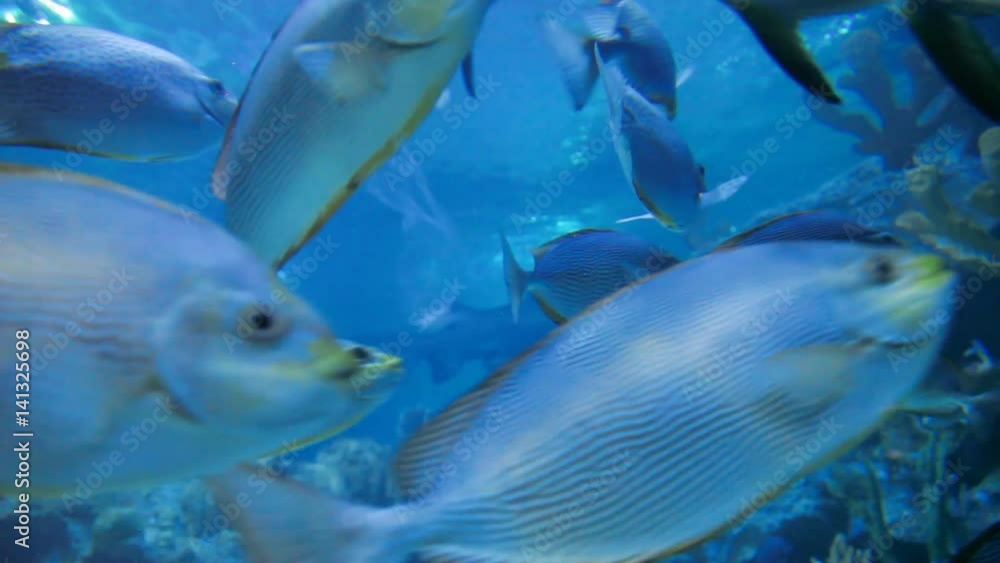shoal of surgeon fishes in special tank. shoal of surgeon fishes in special tank.