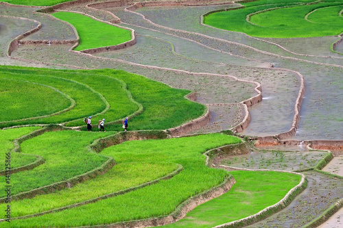 Terraced rice fields in Vietnam