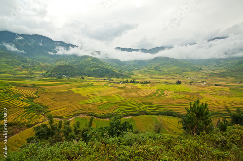 Terraced rice fields in Vietnam