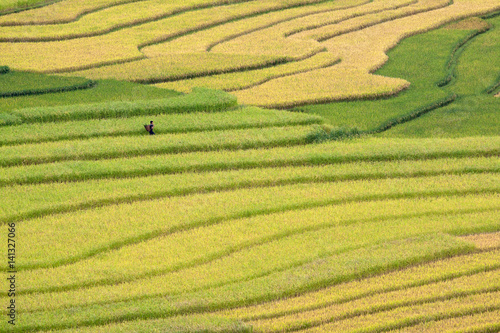 Terraced rice fields in Vietnam