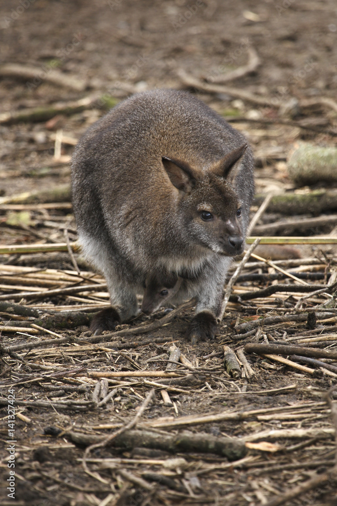 Naklejka premium Wallaby mother with joey in pouch