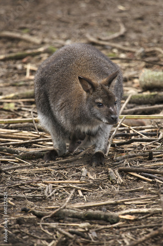 Wallaby mother with joey in pouch