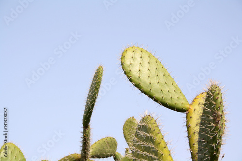 huge cactus on blue sky background