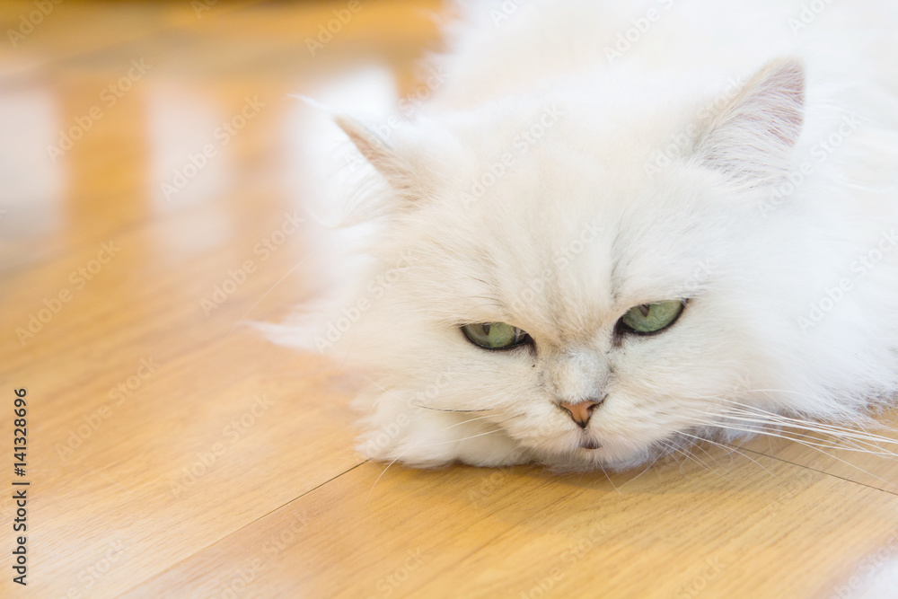 Obraz premium White Persian cats on the floor