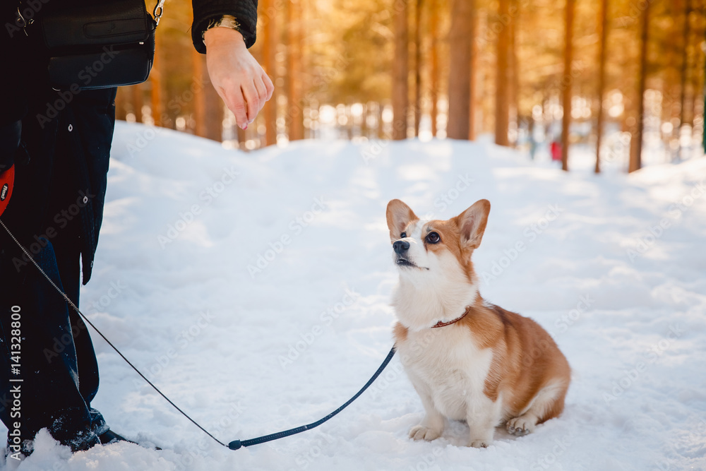 Puppy corgi team sit on a workout outdoors, winter Puppy corgi team sit on a workout outdoors, winter