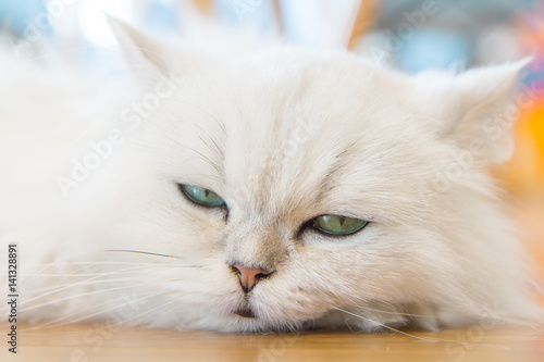 White Persian cats on the floor