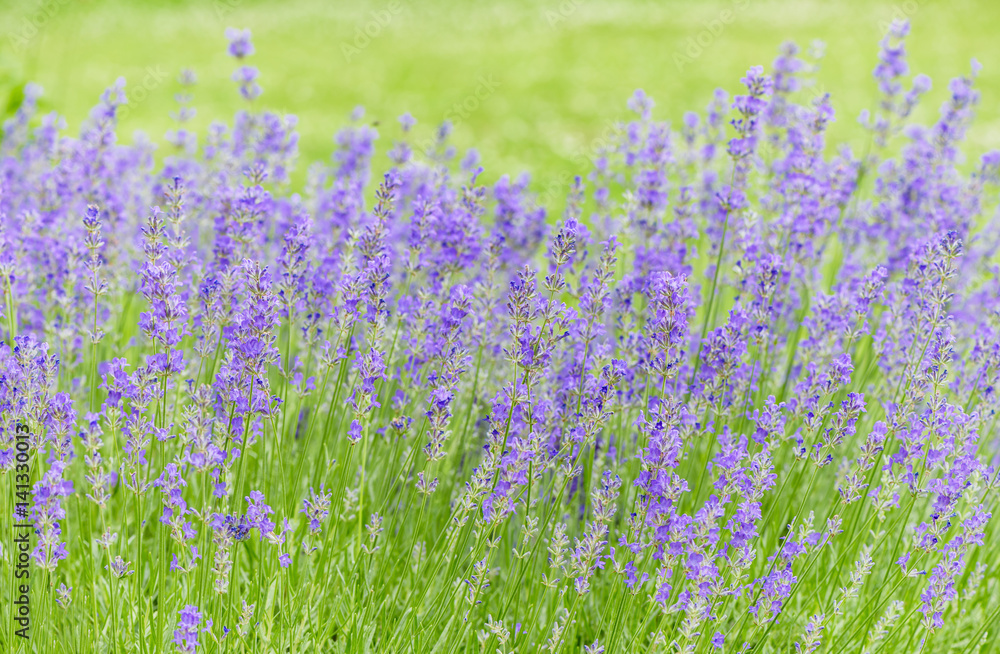 Naklejka premium Lavender flowers on a meadow.