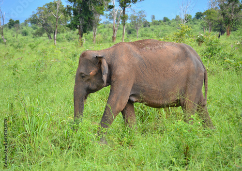 Sri Lankan elephant (Elephas maximus maximus) in Uda Walawe National Park, Sri Lanka