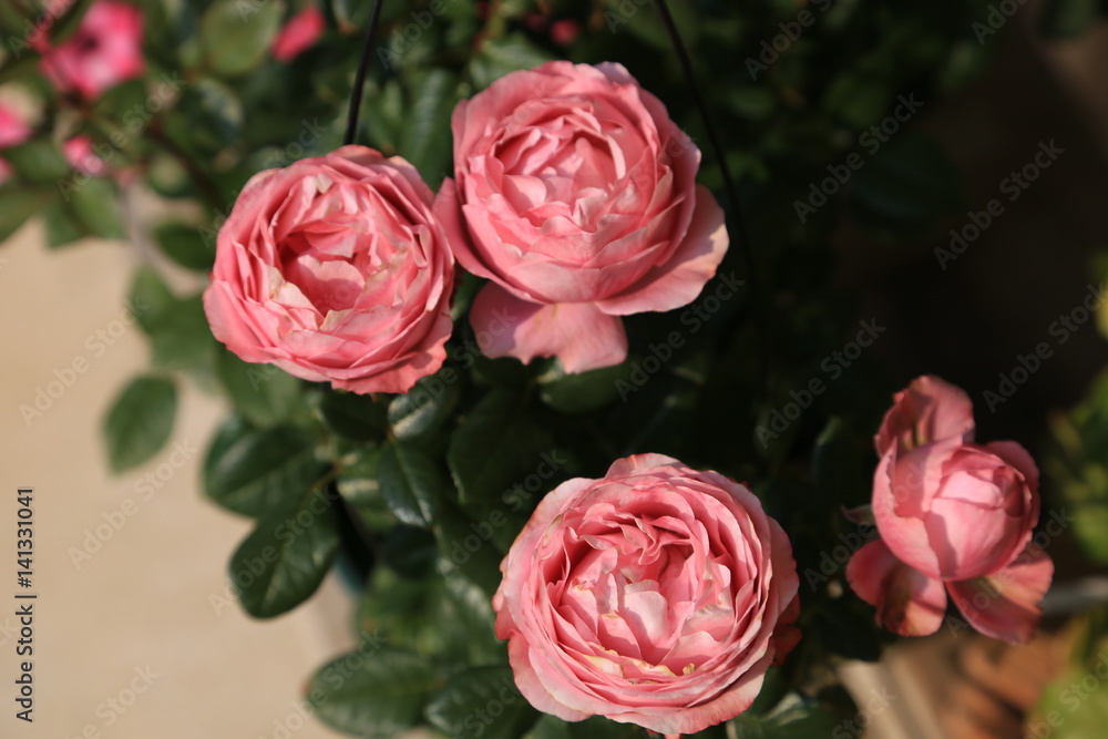 ピンク色のバラの花 ピンク色のバラの花