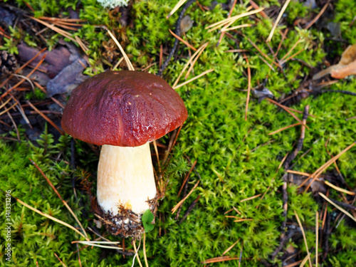 Wild organic white mushroom in the forest