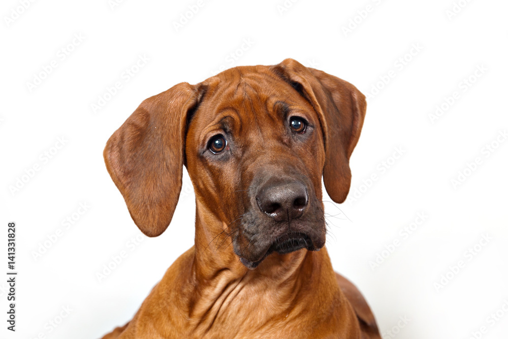  Portrait of Rhodesian ridgeback