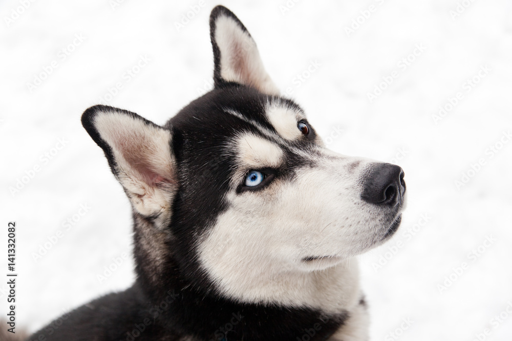 portrait of a dog Siberian Husky in the snow
