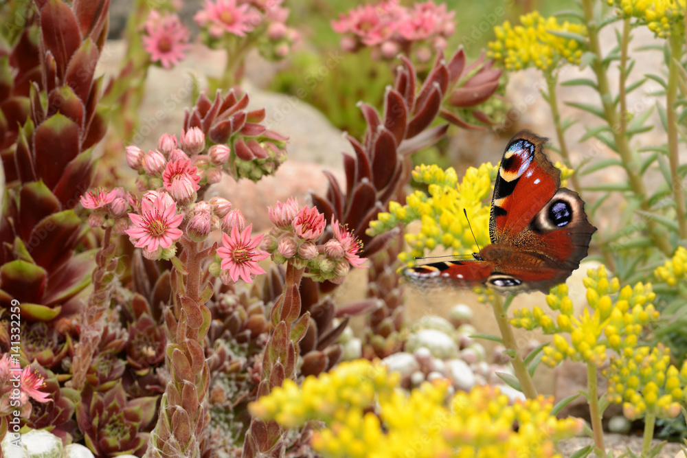 Fototapeta premium Schmetterling 298