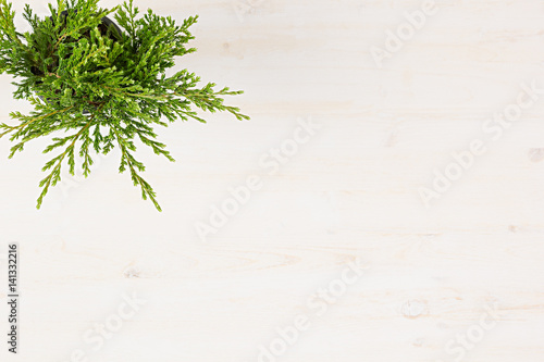 Green conifer plant juniper in pot top view on white wooden board background. Blank copy space.