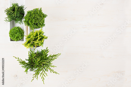 Minimalistic interior workplace with green young conifer plants in white box top view on beige wood board background. Blank copy space.