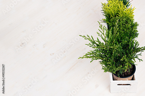 Home soft decor with young green plants in white box on beige wood table.