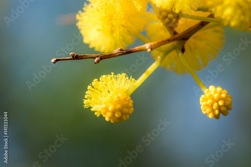 Blossoming yellow flowers of an Acacia Cyanophylla tree photo