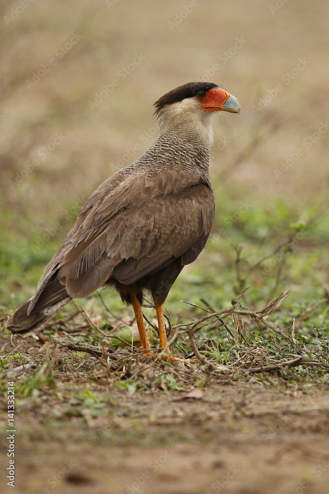 bird of pantanal in the nature habitat, wild brasil, brasilian wildlife, pantanal, green jungle, south american nature and wild bird of pantanal in the nature habitat, wild brasil, brasilian wildlife, pantanal, green jungle, south american nature and wild