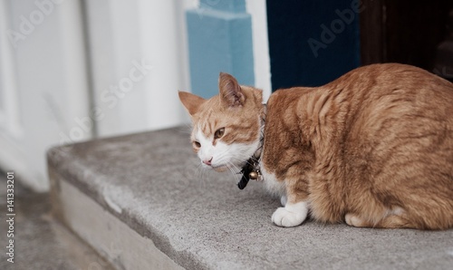 Canvas Print Street cat, the summer of Reykjavik, Iceland