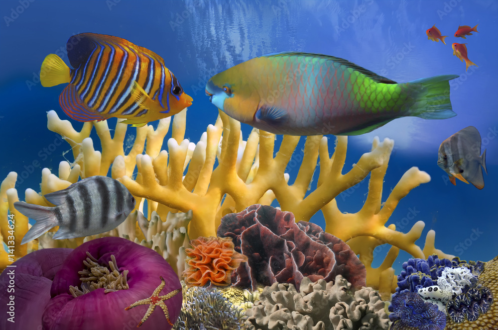 Fototapeta premium Tropical Fish on Coral Reef in the Red Sea