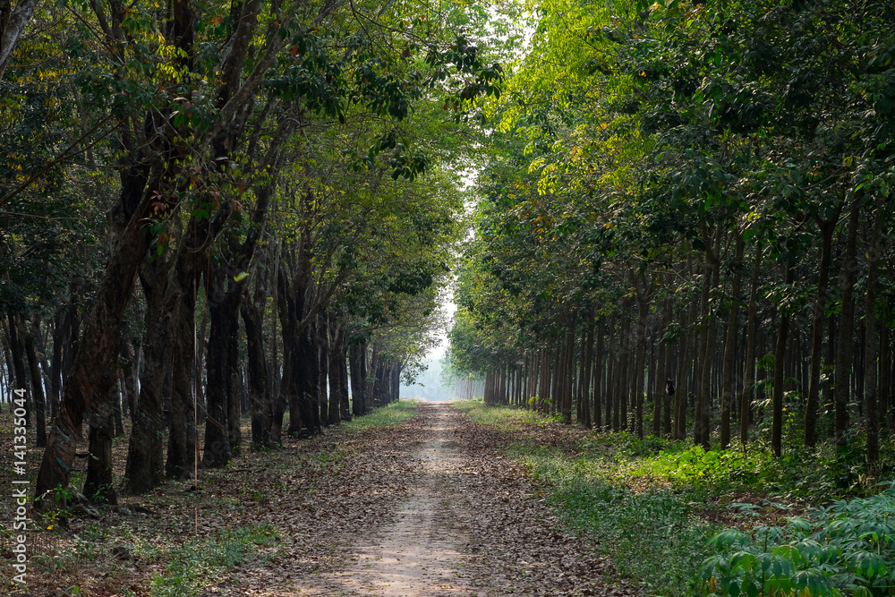 Fototapeta premium Plantacja kauczuku i las w Binh Duong, Wietnam