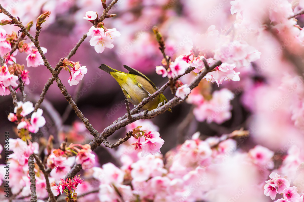 The Japanese White eye.The background is winter cherry blossoms. Located in Shinjuku, Tokyo Prefecture Japan. The Japanese White eye.The background is winter cherry blossoms. Located in Shinjuku, Tokyo Prefecture Japan.