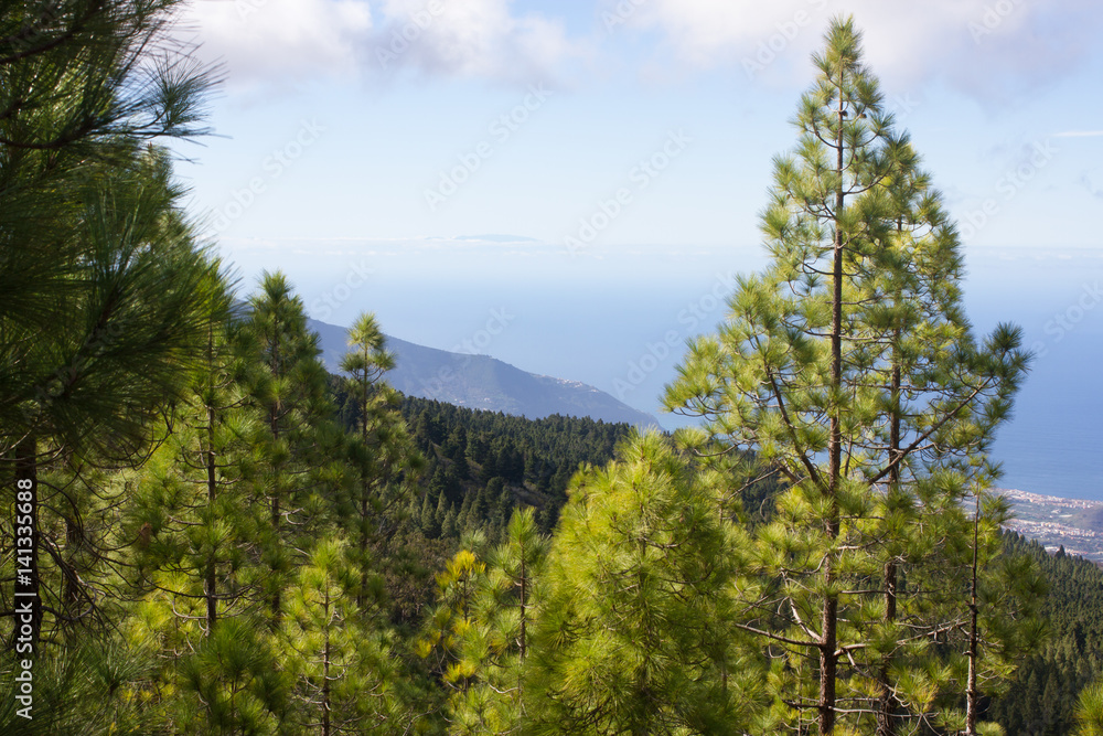 Beautiful panorama of pine forest with sunny summer day. Coniferous trees. Sustainable ecosystem. Tenerife, Teide volcano, Canary islands, Spain