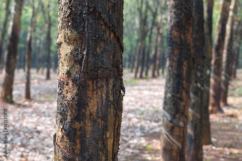 Rubber tree with natural rubber in white milk color drop to the bowl or pot at rubber tree plantation natural latex is a agriculture harvesting for industry in Viet Nam