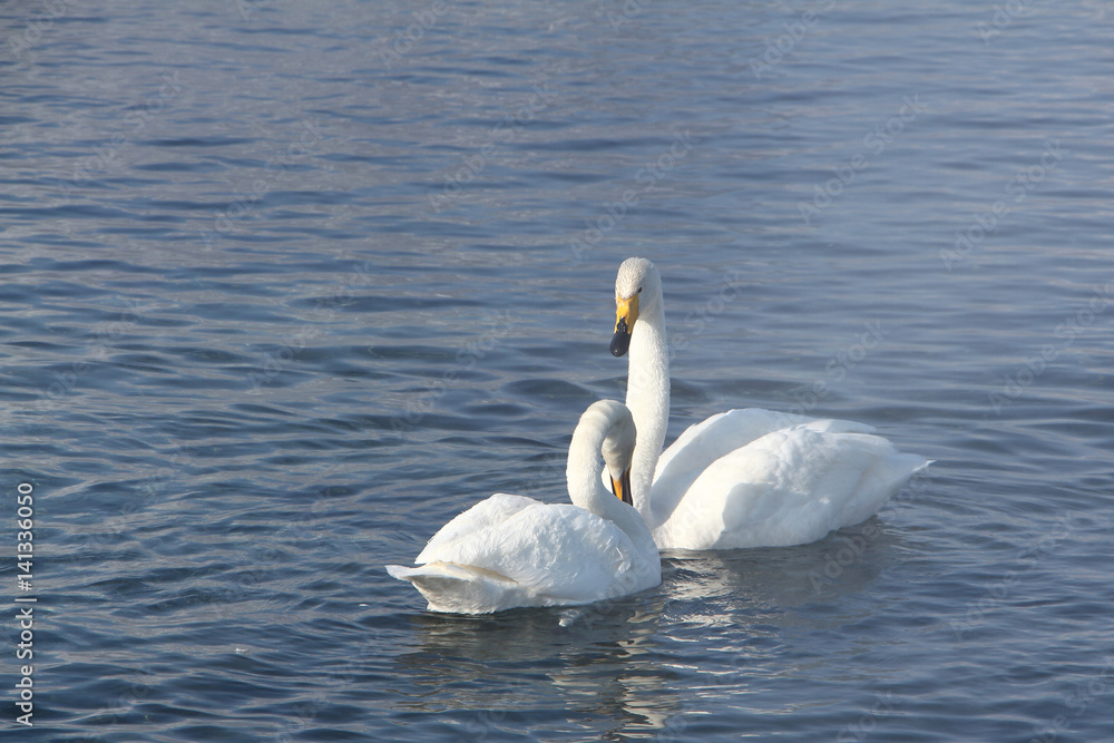 Whooper swans swimming in the lake, Altai, Russia Whooper swans swimming in the lake, Altai, Russia