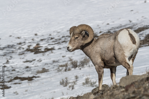 Bighorn sheep